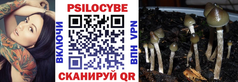 где купить наркоту  Александровск  Псилоцибиновые грибы Psilocybe 
